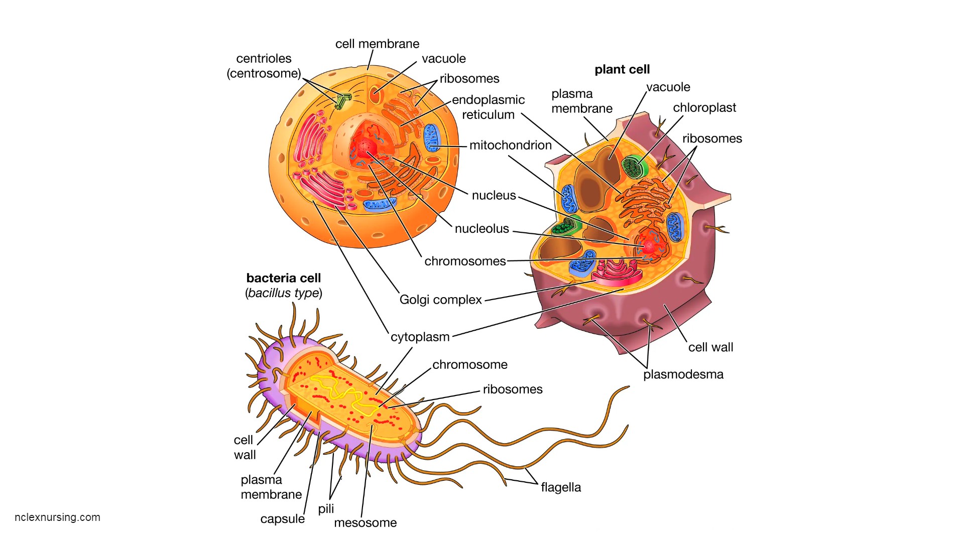 typical cell diagram