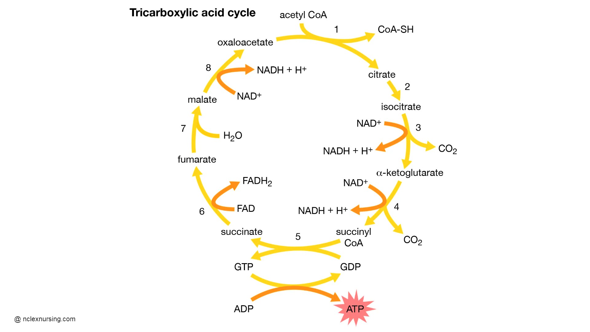 tricarboxylic-acid-cycle-occurs-in