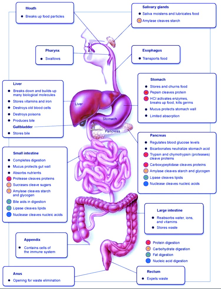 the process of digestion in human being