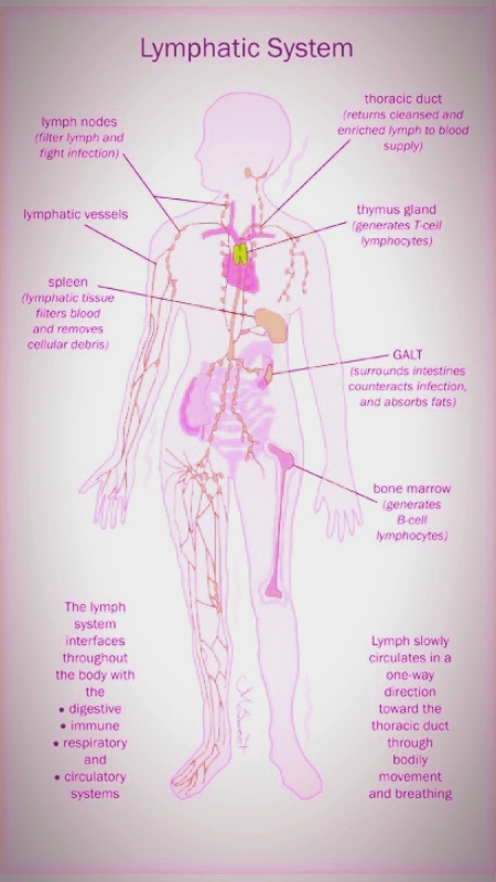 Lymphatic system diagram of human being.